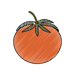 tomato fresh vegetable icon vector illustration graphic design