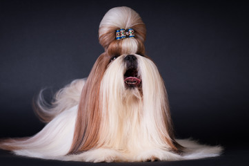 Shih tzu dog portrait at studio