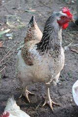 chicken hen