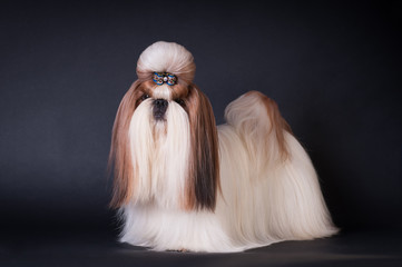 Shih tzu dog portrait at studio