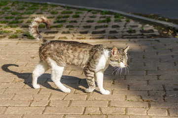wild cat walking sidewalk