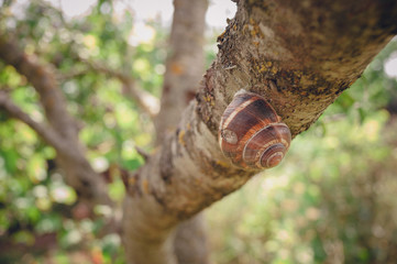 A snail on a tree branch creeps through a tree