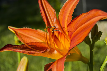 Orange lily flower