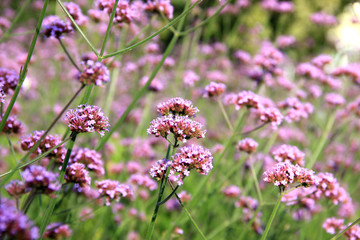 beautiful flowers