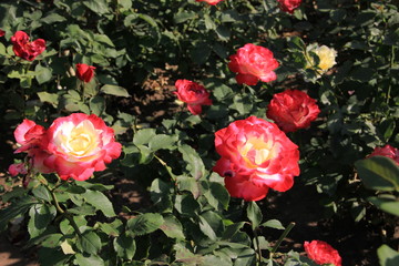 pink roses in the garden