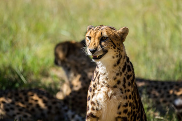 Cheetah