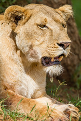 Lion in Kidepo Valley National Park - Uganda