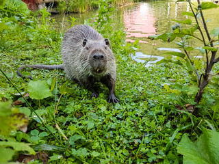 Close up photo of a nutria, also called coypu or river rat, against green background