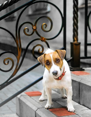 A sweet dog Jack Rassel Terrier standing on the steps of the house