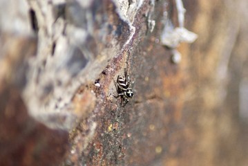 Spinne