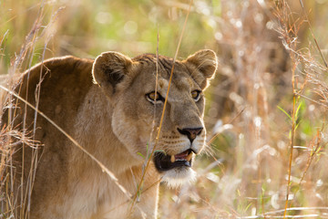 Lion in Kidepo Valley National Park - Uganda