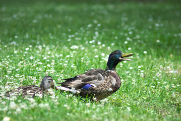 Ente