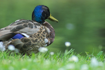 Ente
