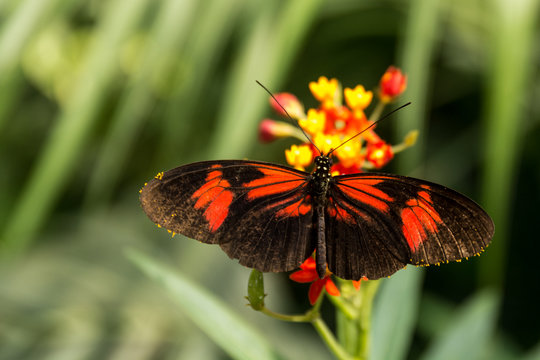 Beautiful butterfly, insect on green nature floral background, photographed at Schmetterlinghaus, Butterfly museum in Austria