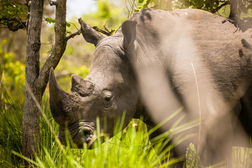 Rhino - Ziwa Rhino Sanctuary - Uganda
