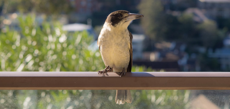 Morning Call: Kookaburra On Railing, Sydney, Australia