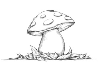 Fliegenpilz im Herbst