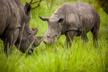 Obraz premium Rhino - Ziwa Rhino Sanctuary - Uganda