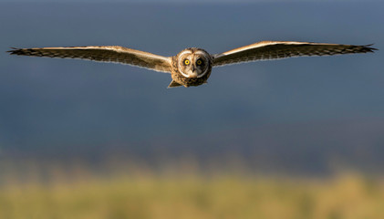 The Curious Owl