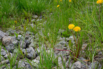 Dandelions and grass grow through the stones