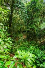 Rainforest - Bwindi Impenetrable N. P. - Uganda