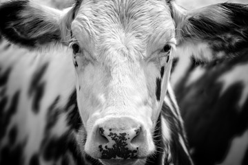 Close up portrait of a black and white cow facing the camera
