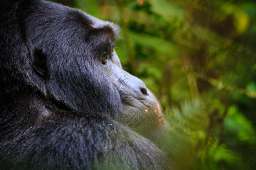 Mountain gorilla - Bwindi Impenetrable N. P. - Uganda