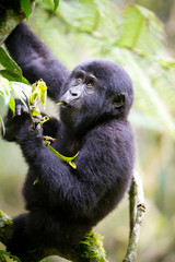 Mountain gorilla - Bwindi Impenetrable N. P. - Uganda