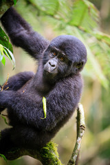 Mountain gorilla - Bwindi Impenetrable N. P. - Uganda