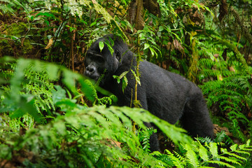 Fototapeta premium Mountain gorilla - Bwindi Impenetrable N. P. - Uganda