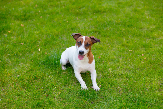 Young smooth-coated Jack Russell Terrier dog