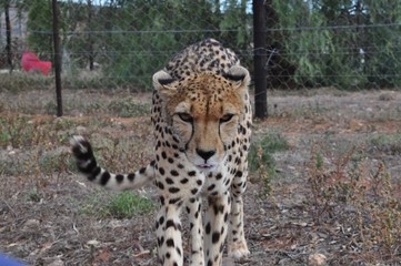 Cheetah sneaking up