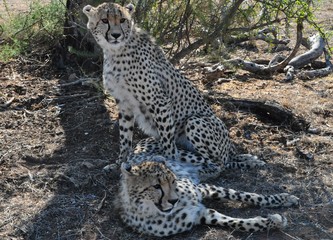 cheetah couple