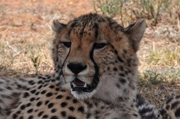 Cheetah sleepy