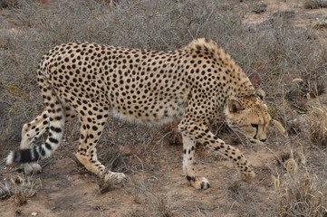 Cheetah feeding