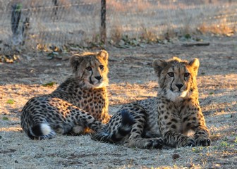 Cheetah twins