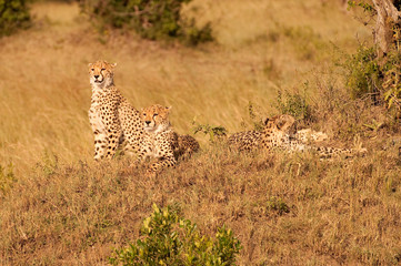 Cheetah family in Kenya