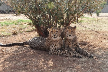 Fototapeta na wymiar Cheetah twins in South Africa