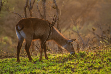 Antelope in Murchison Falls N.P. - Uganda