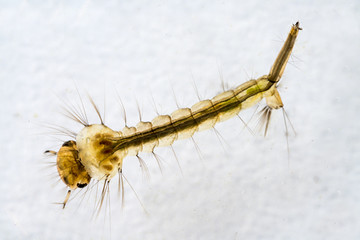 Macro of mosquito larva