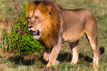 Lion in Murchison Falls N.P. - Uganda