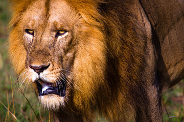 Lion in Murchison Falls N.P. - Uganda