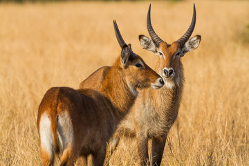Antelope in Queen Elizabeth N.P. - Uganda