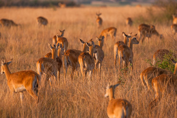 Antelope in Queen Elizabeth N.P. - Uganda
