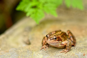 toad