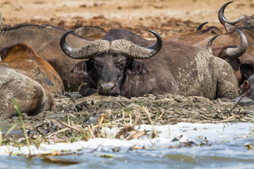 Buffalo in Nile river in Murchison Falls N.P. - Uganda