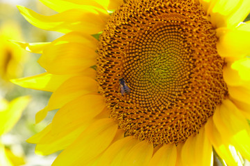 sunflower in the field, agricultural plants close-up