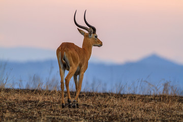 Antelope in Queen Elizabeth N.P. - Uganda