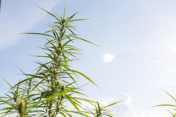 Cannabis High Quality. Marijuana. Hemp. Cannabis,Marijuana Bud on Canopy of Indoor Cannabis Plants with Flat Vintage Style.