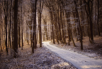 snowy forest road in winter